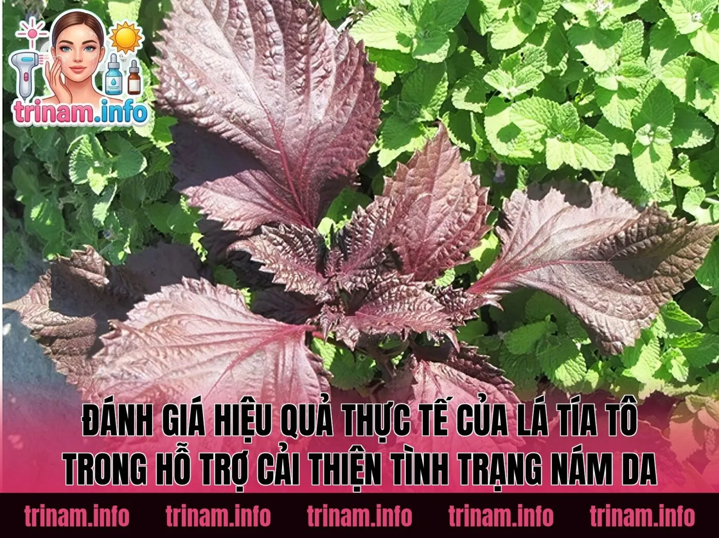 Đánh giá hiệu quả thực tế của lá tía tô trong hỗ trợ cải thiện tình trạng nám da