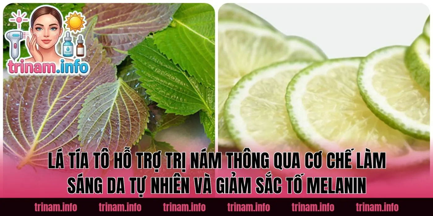 Lá tía tô hỗ trợ trị nám thông qua cơ chế làm sáng da tự nhiên và giảm sắc tố melanin